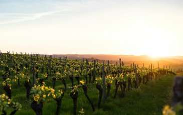 El ciclo anual de la vid: qué ocurre en el viñedo mes a mes