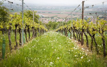 La Filoxera y su inesperada visita a Europa