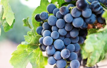 Las variedades de uva más plantadas del mundo 