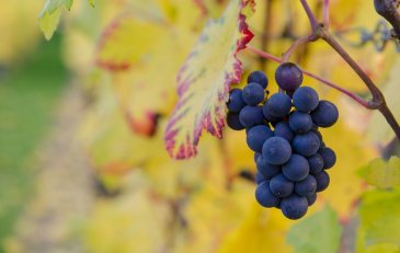 Merlot: La elegancia hecha vino