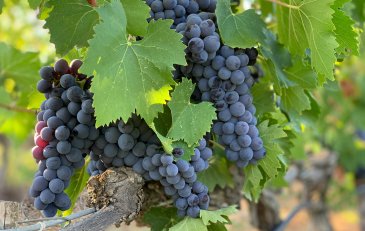 Tempranillo: el alma tinta del vino 